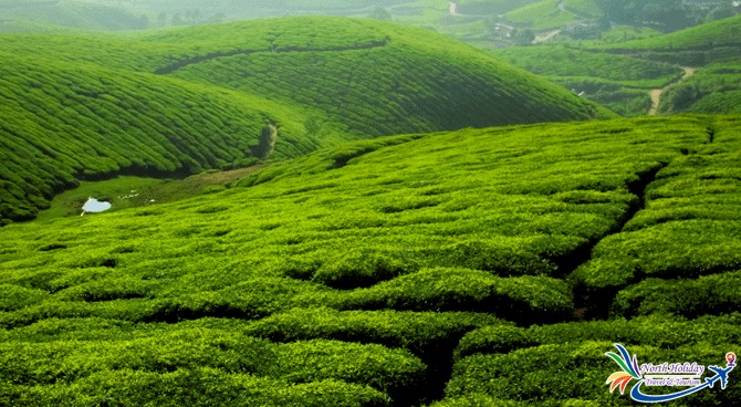 ريزا مزارع الشاي